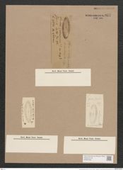 Navicula jamalinensis Cleve. (de-Toni-Nr.: Genus 1, Species 411) Zeichnungen Sammlung Grunow Nr. 917 (NHMW-BOT-W0367394)